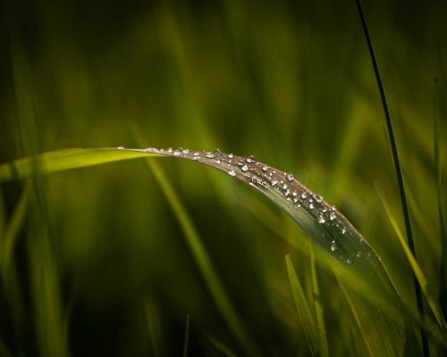 Nature photography by Shane Turgeon with blades of grass